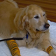 Image for article titled Hero Dog Lunges in Front Of Bus to Protect His Blind Owner